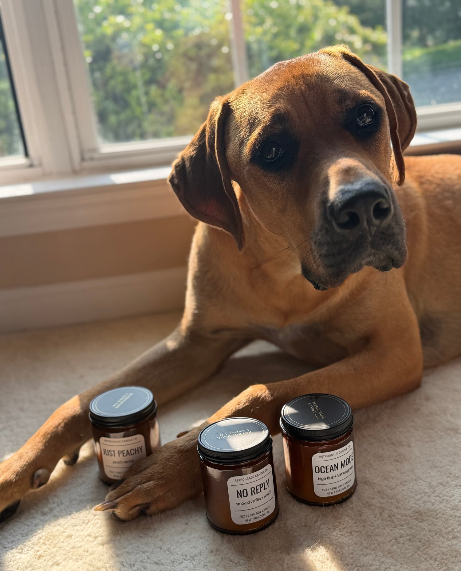 A brown dog lies on a beige carpet indoors near a window, with three amber glass candle jars placed in front of it. The jars have black lids and white labels reading 'Rust Peach,' 'No Reply,' and 'Ocean Mist.